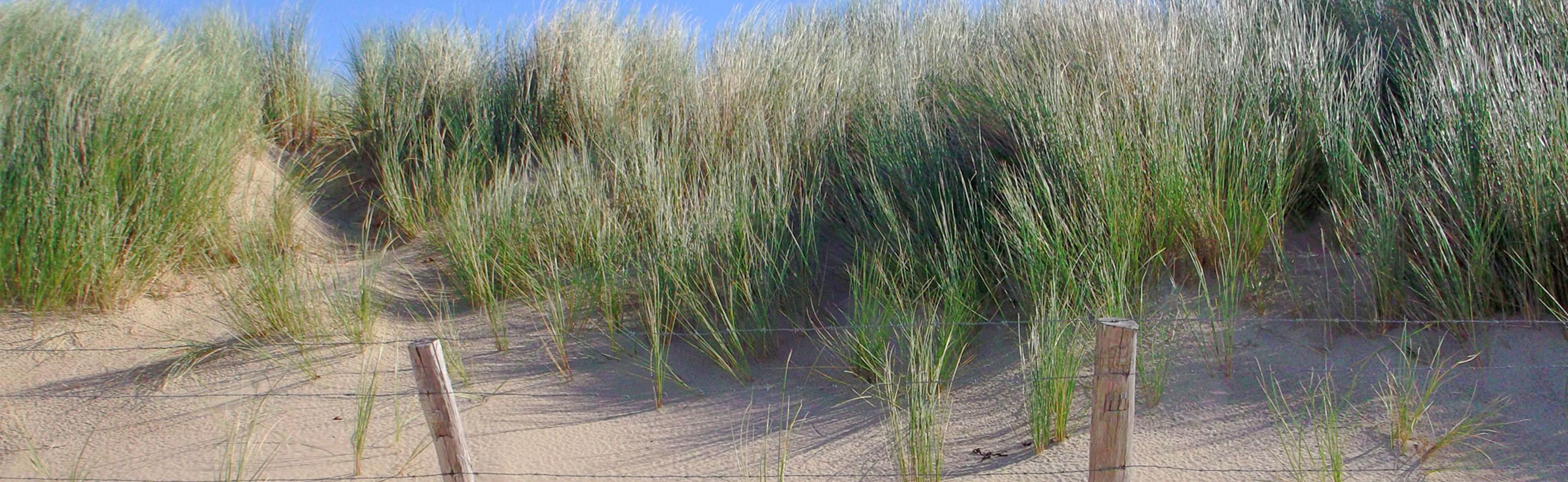 Duinen