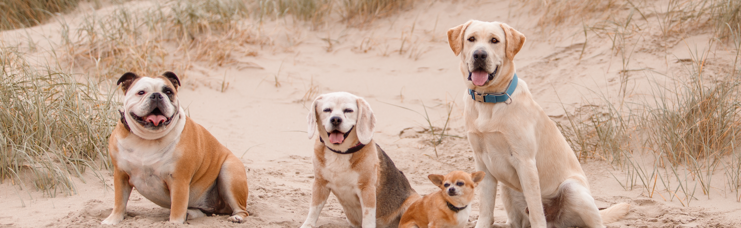 Honden op Strand