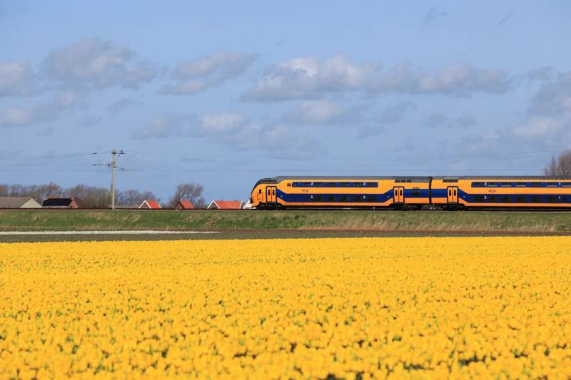 Trein Tulpen
