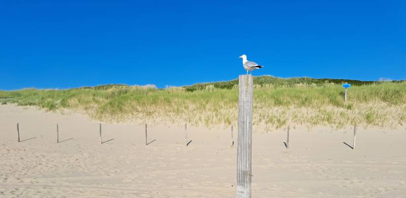 Meeuw op strand Callantsoog