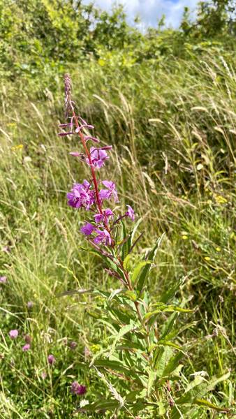 Paarse_Bloem_Zwanenwater