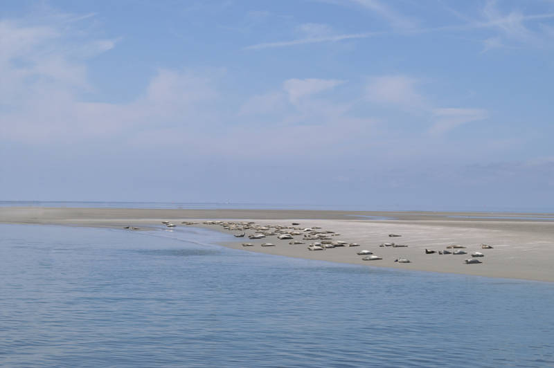 Zeehonden spotten Callantsoog