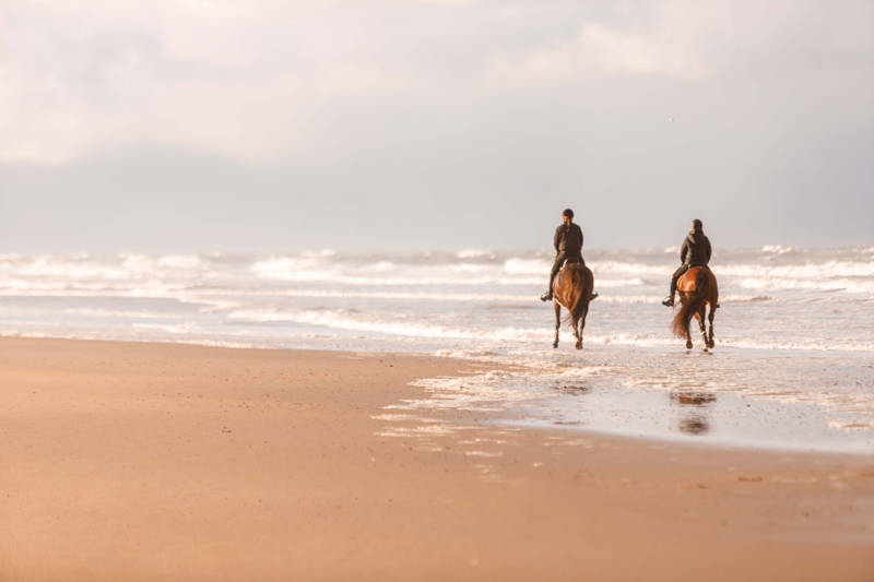 Paard op strand