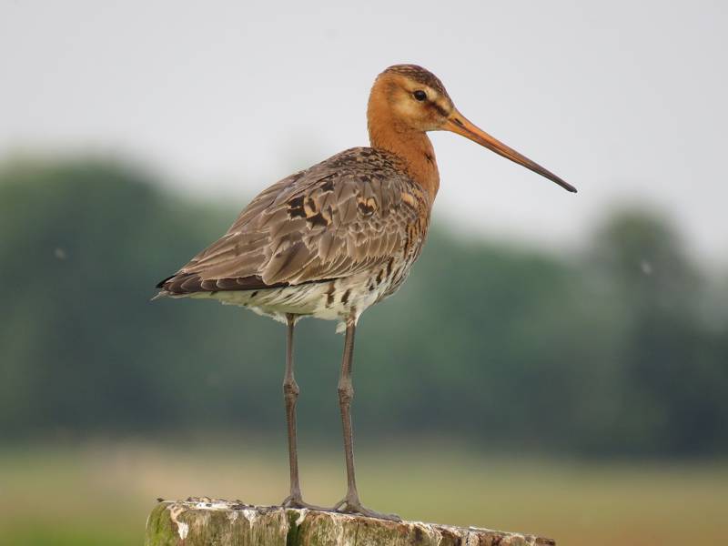 Black Tailed Godwit