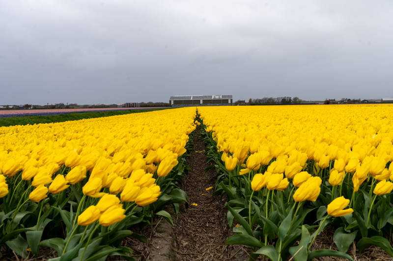 Tulpen Geel
