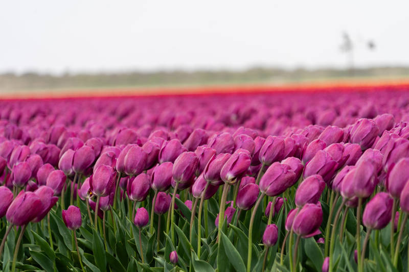 Tulpen Velden