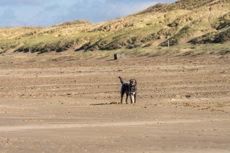 Hond op strand
