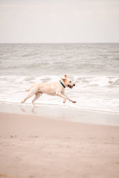 Hond op strand