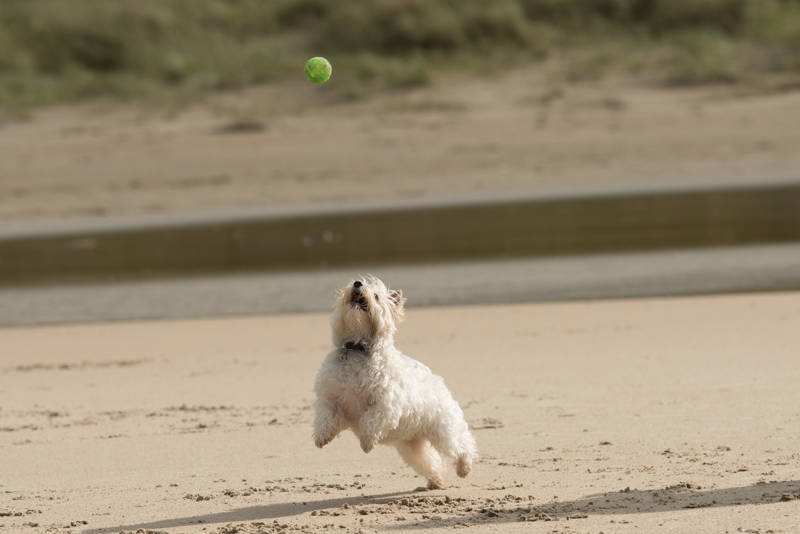closeup-shot-white-dog-playing-sandy-shor