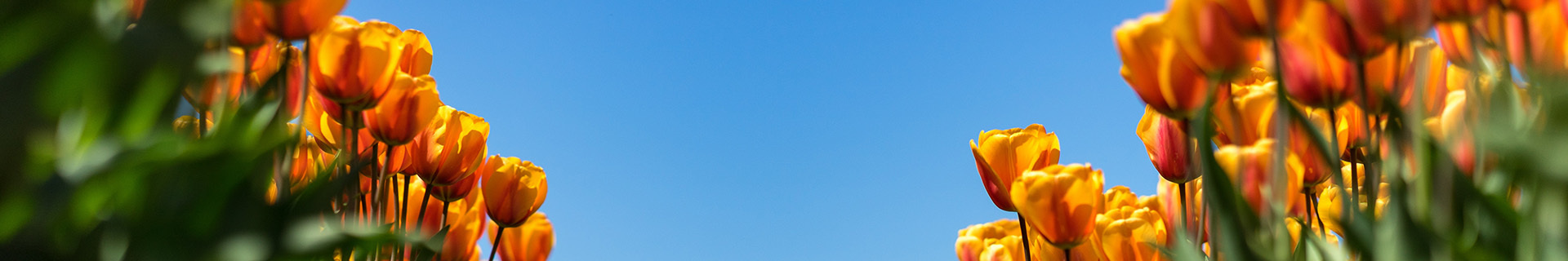 Header Tulpen
