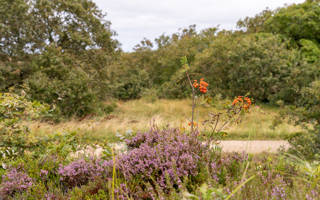 Zwanenwater Callantsoog LekkerNaarZee